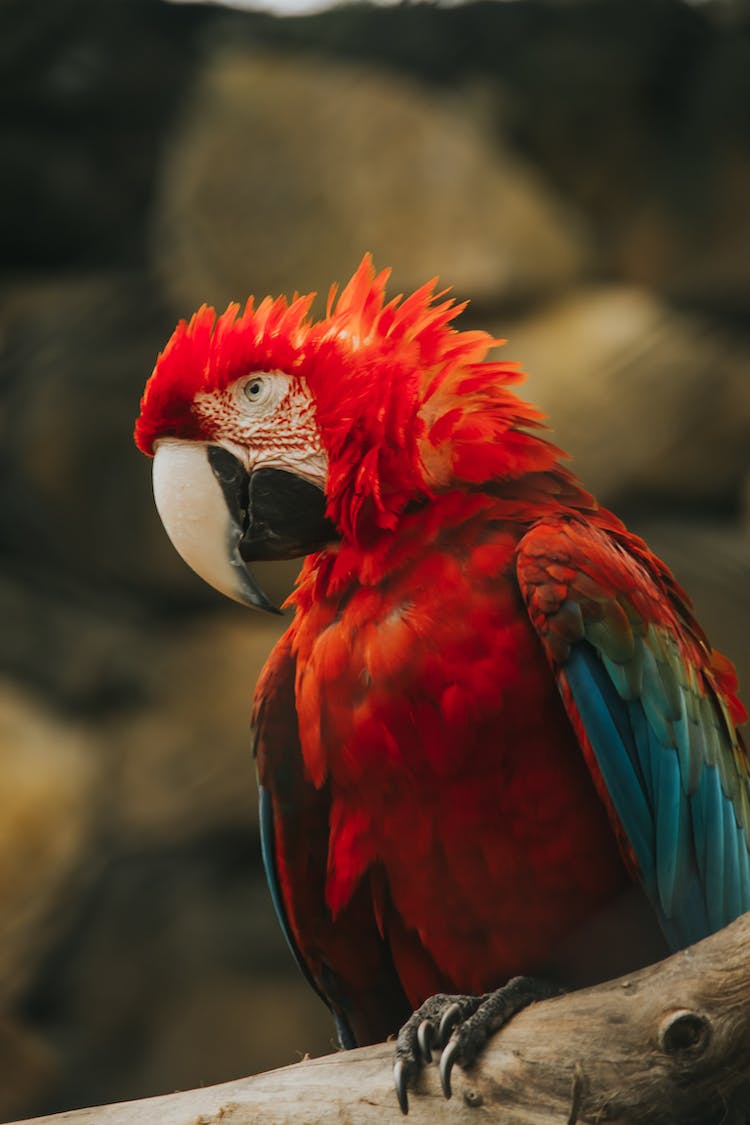 naturaleza pajaro animal loro