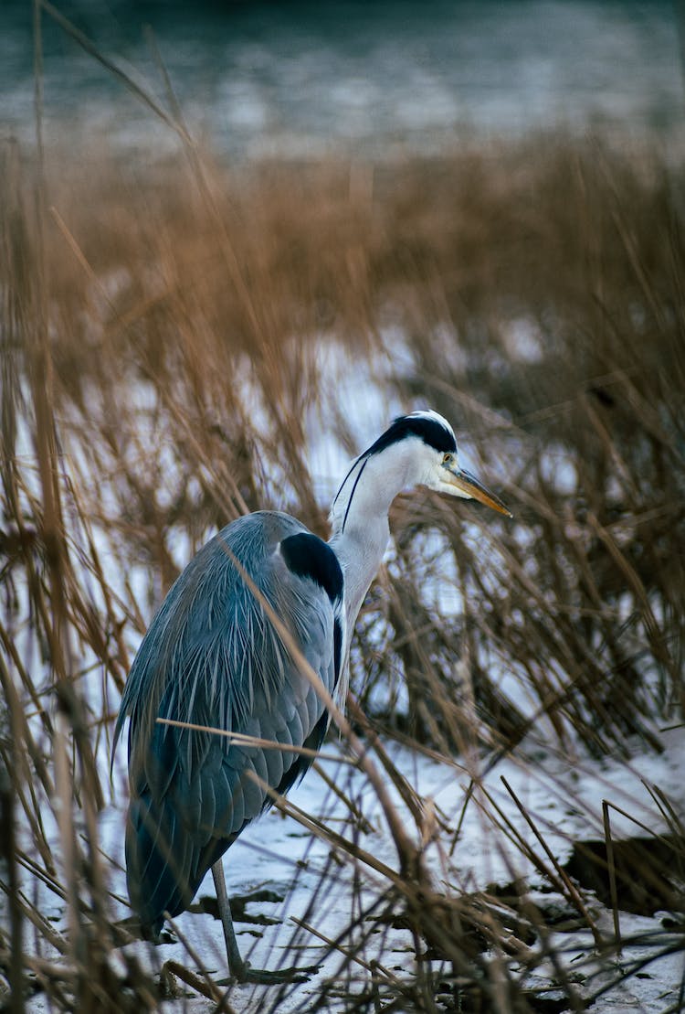 pajaro agua animal lago