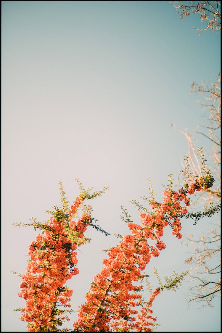 naturaleza flores cielo azul belleza