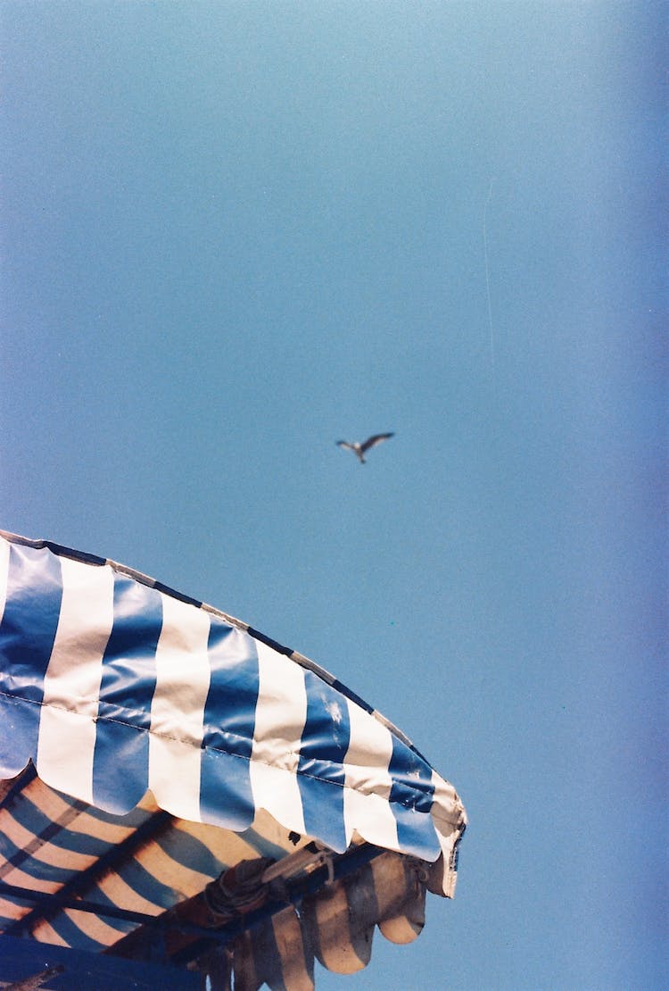 pajaro gente agua verano