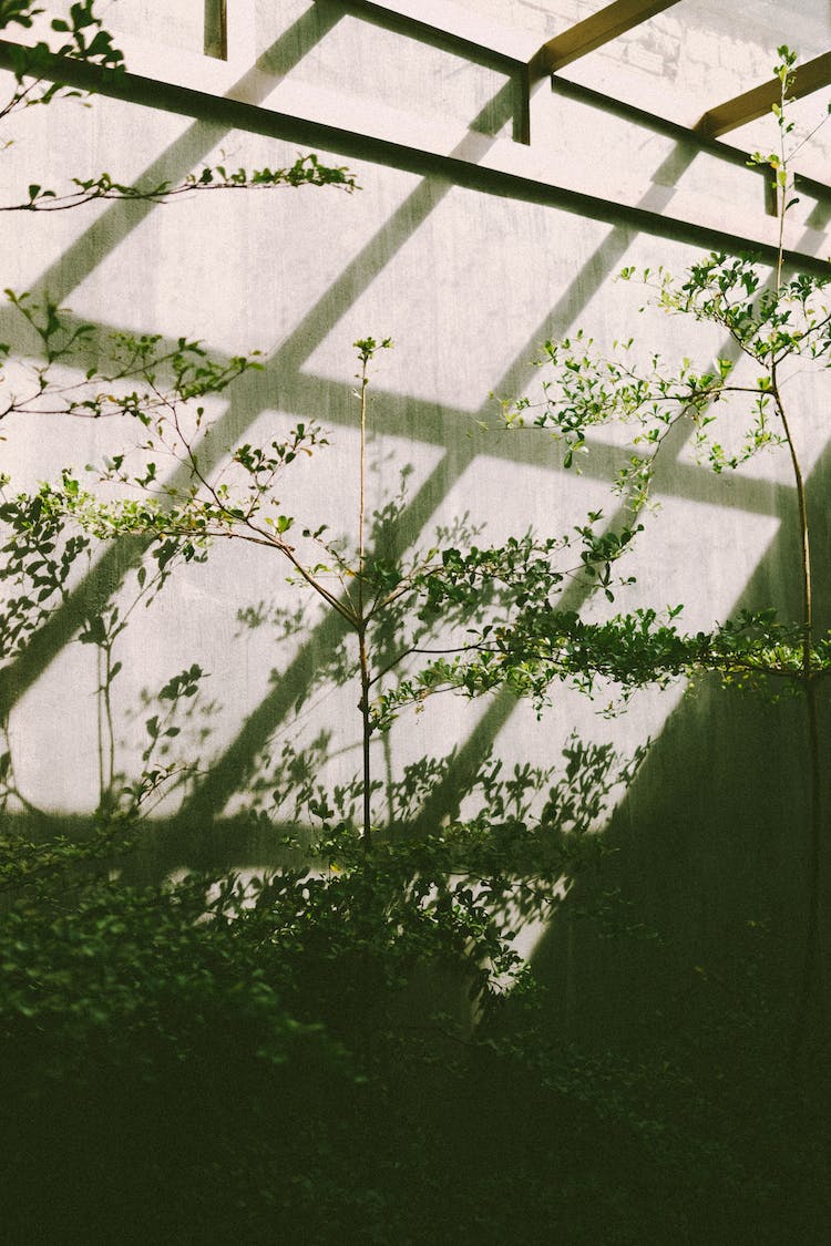 naturaleza vaso hojas ventanas