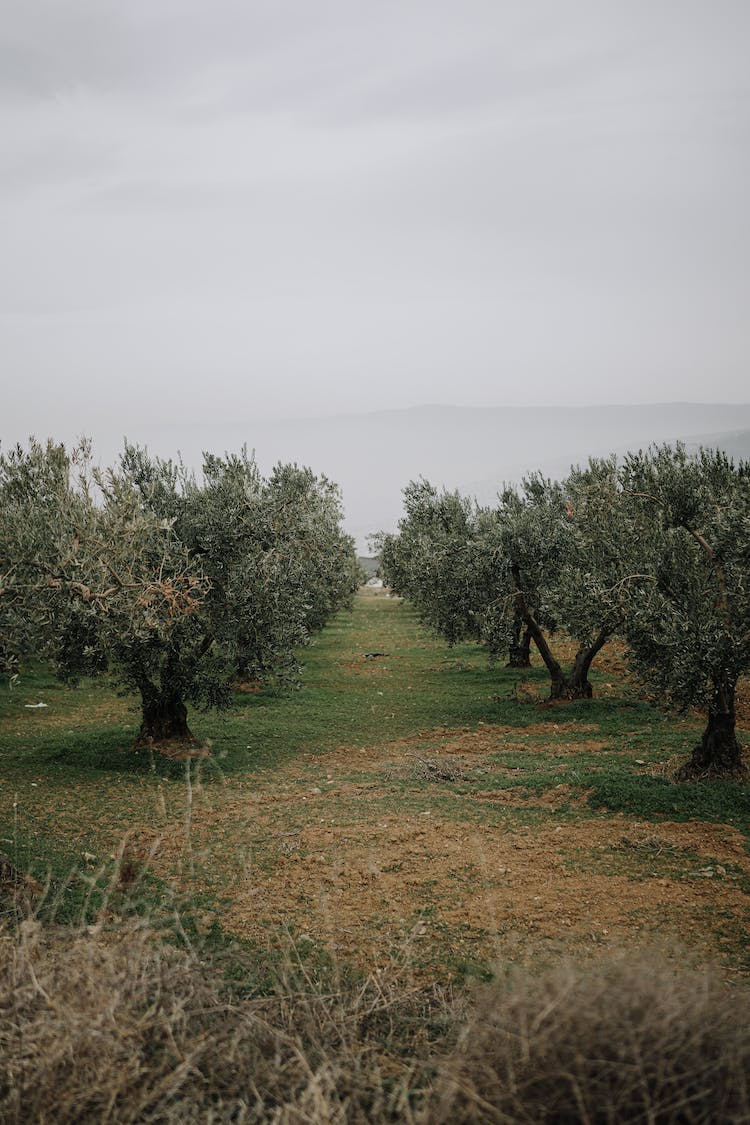 comida amanecer paisaje apple