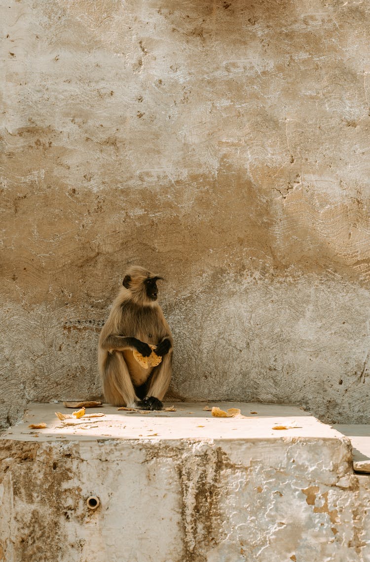 comida pared comiendo animal