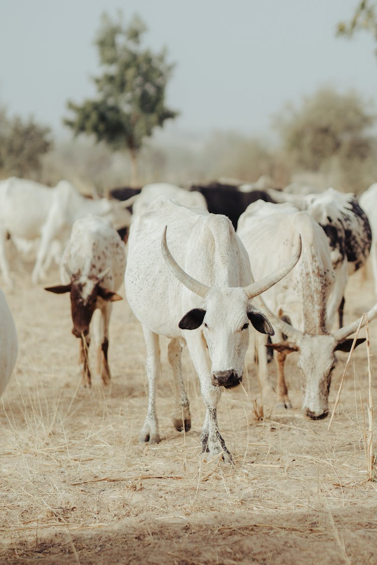 campo animal agricultura granja