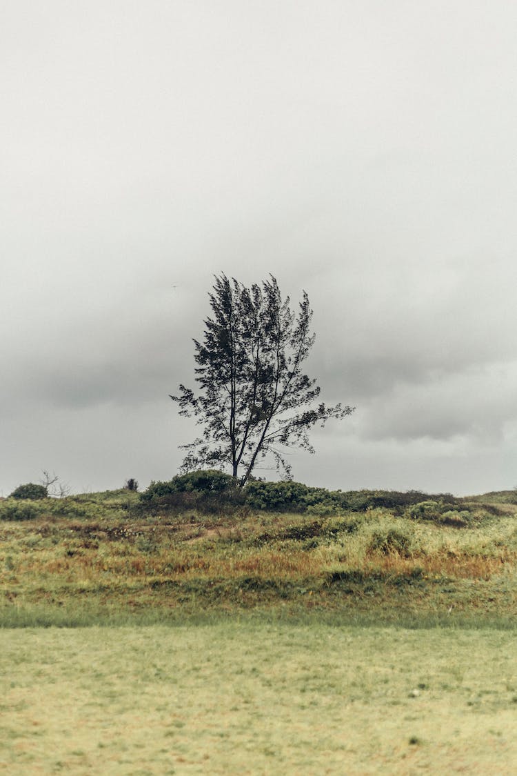 madera paisaje tiempo campo