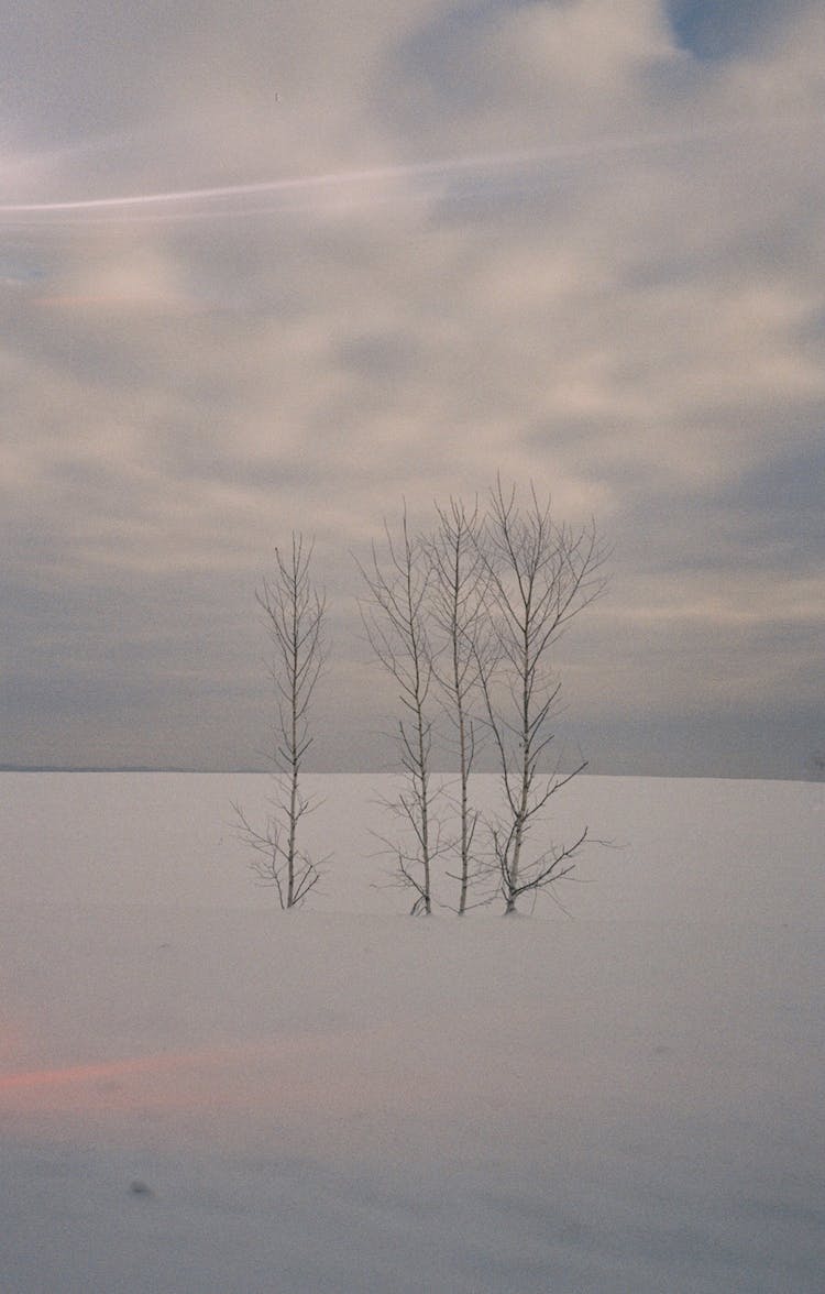 resfriado invierno marchito arboles desnudos