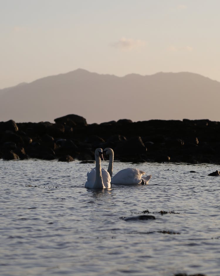 agua lago cisnes aves acuaticas