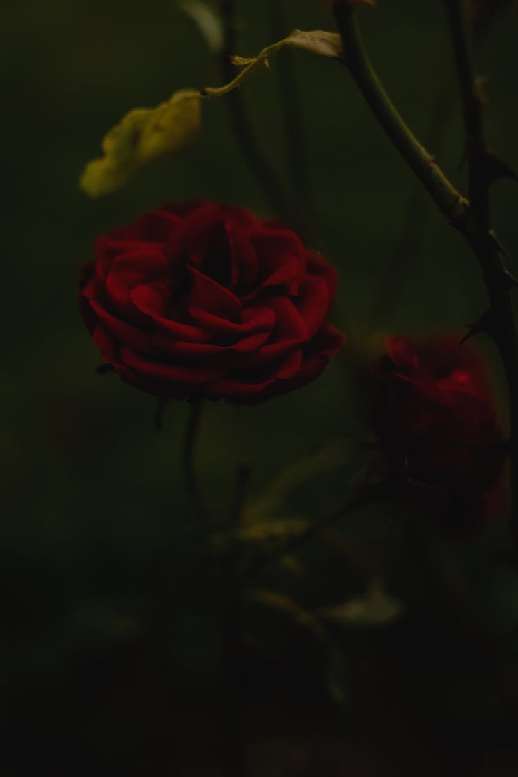 rosa roja en flor cerrar foto