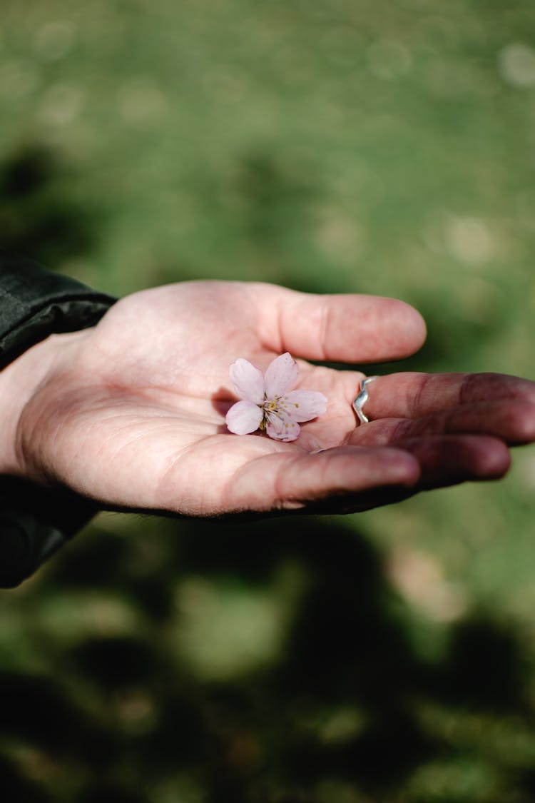 flor blanca en la mano de las personas