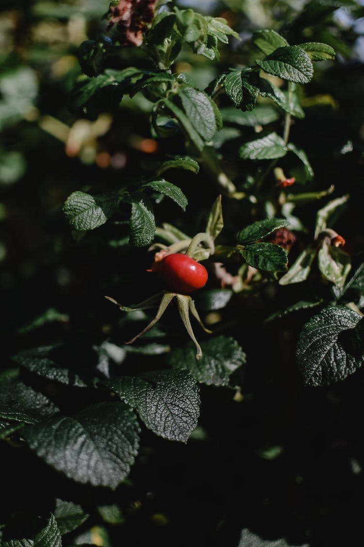 planta hojas soltero fruta