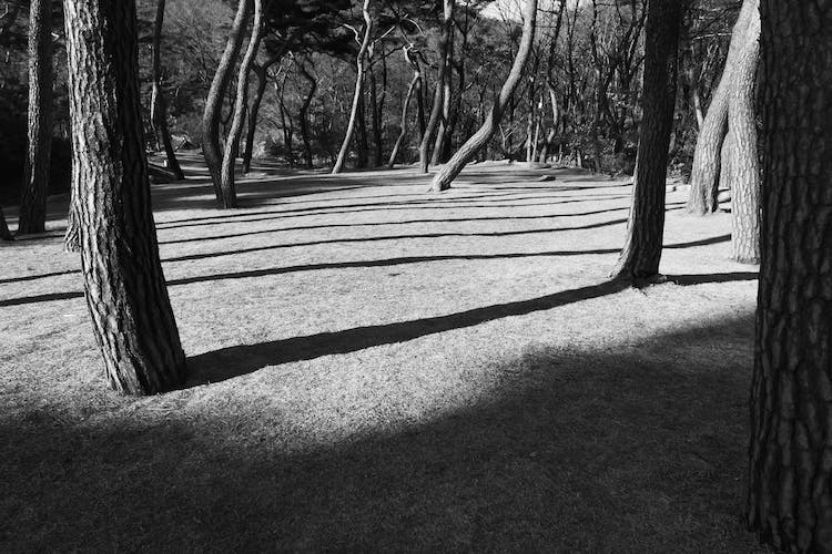 naturaleza bosque arboles medio ambiente