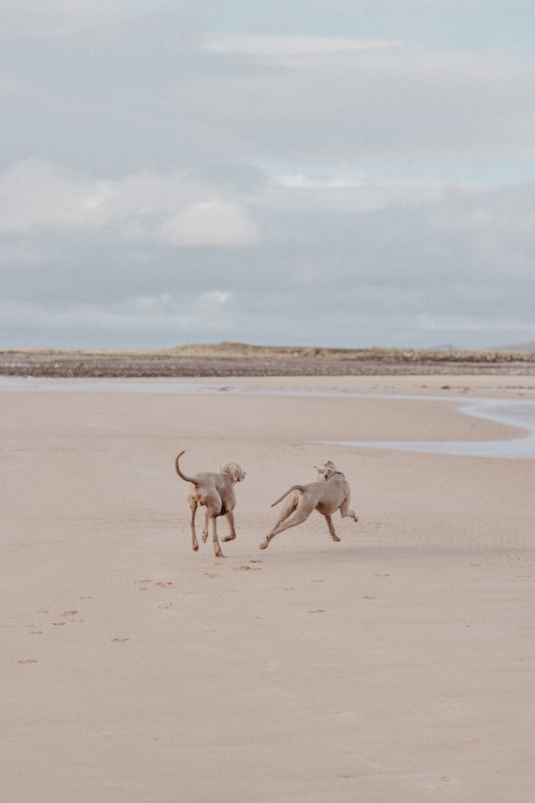 playa animal perros cielo azul