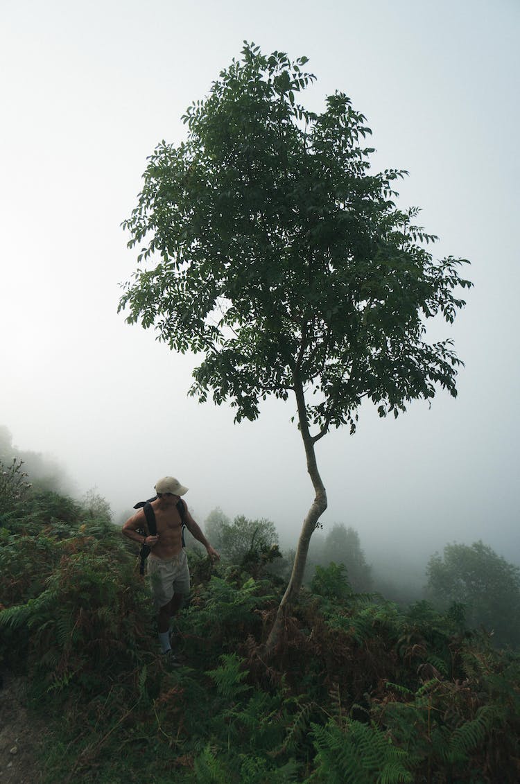 hombre neblinoso arbol en pie