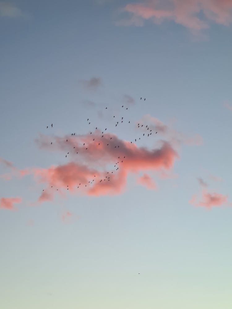 naturaleza nubes cielo azul birds_flying