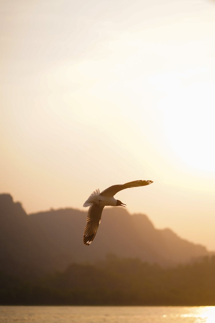 pajaro volador aves aviar