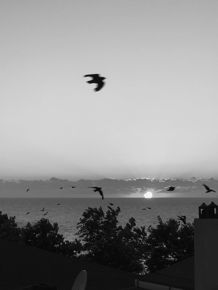 blanco y negro volador silueta aves