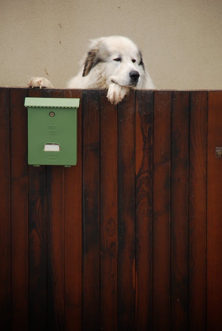 animal perro mono buzon