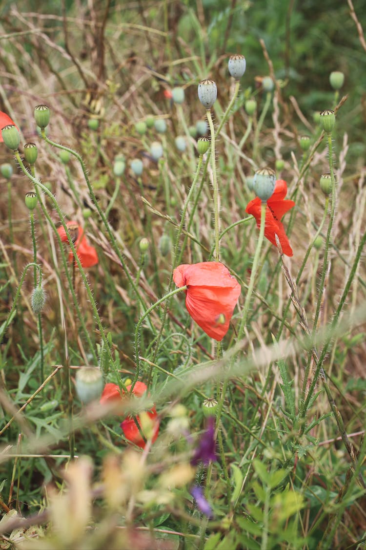 naturaleza plantas crecimiento floreciente