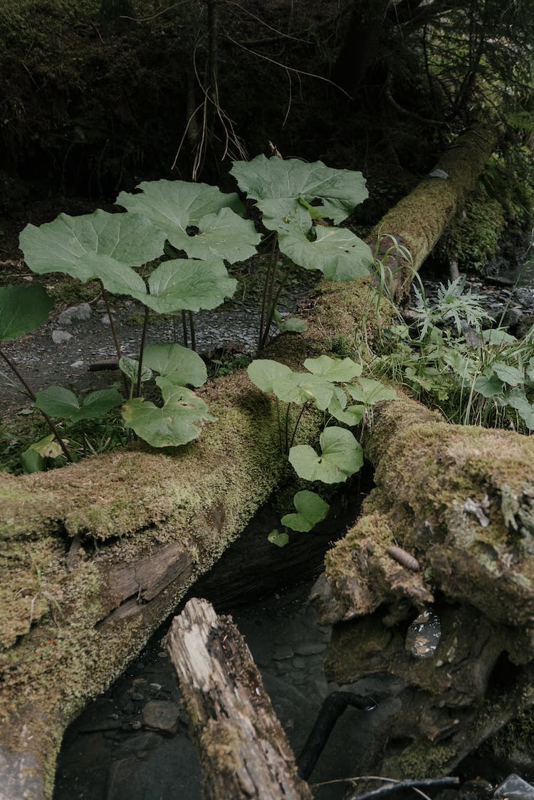 madera paisaje naturaleza agua