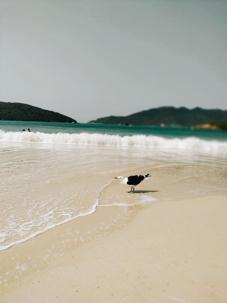 pajaro playa animal aviar