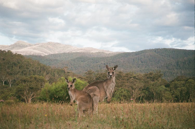 animales fauna canguros vida salvaje