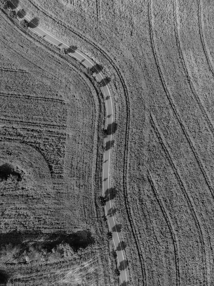 blanco y negro carretera campo arboles