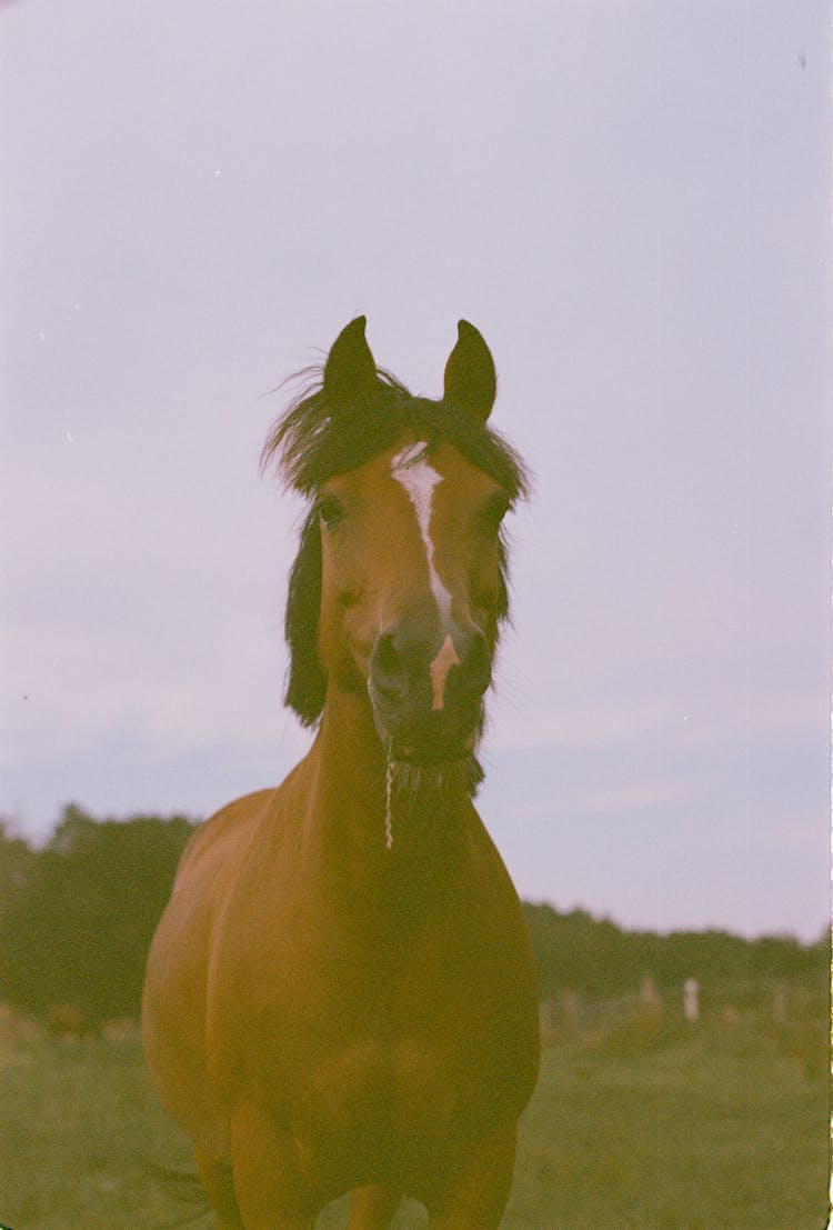 retrato caballo fotografia de animales equino