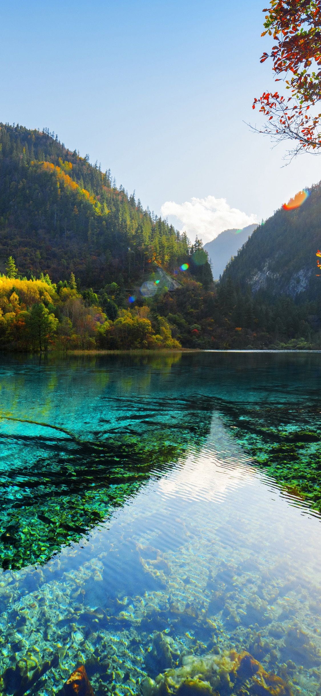 Paisaje Lago rodeado de árboles