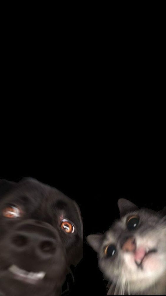 Fondo de selfie perro y gato