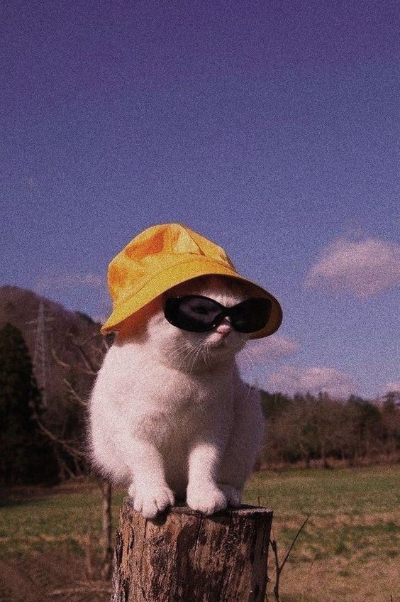 Fondo de gato con gorra