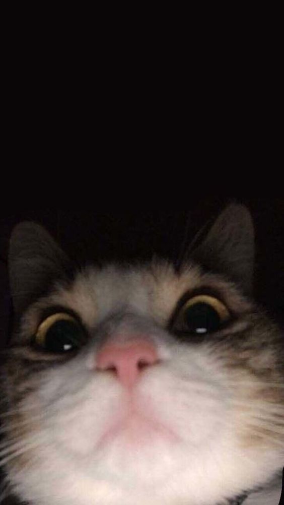 Gatito selfie